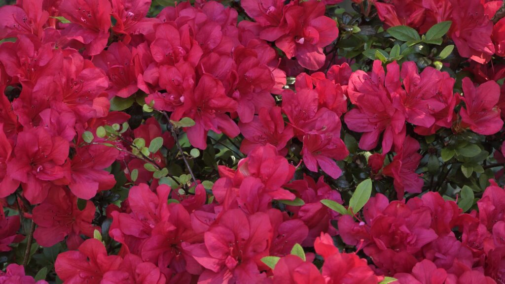 Pinkrote-Blumen