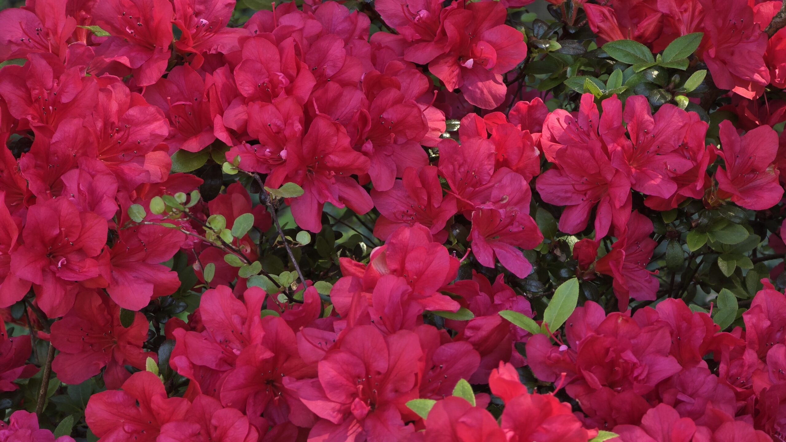 Pinkrote-Blumen