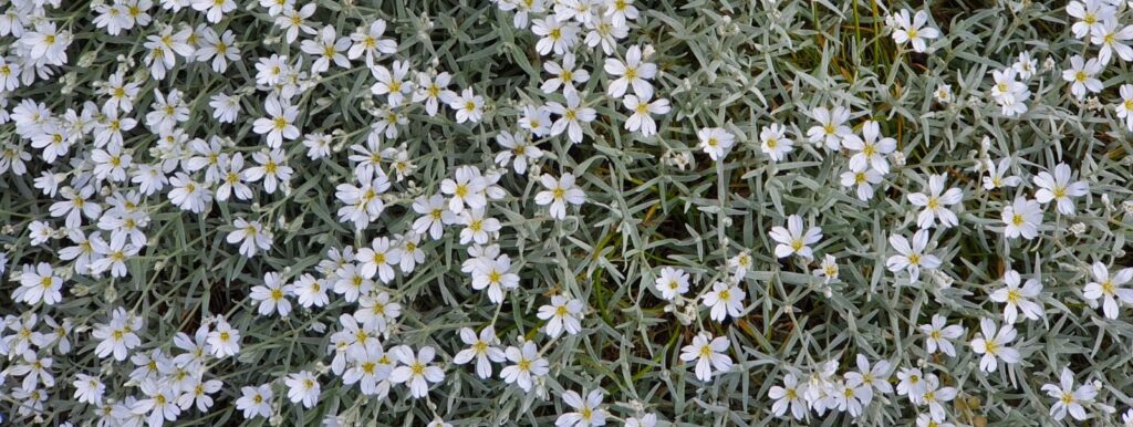 Naturfoto, Bodendecker mit weiß-gelben Blüten.